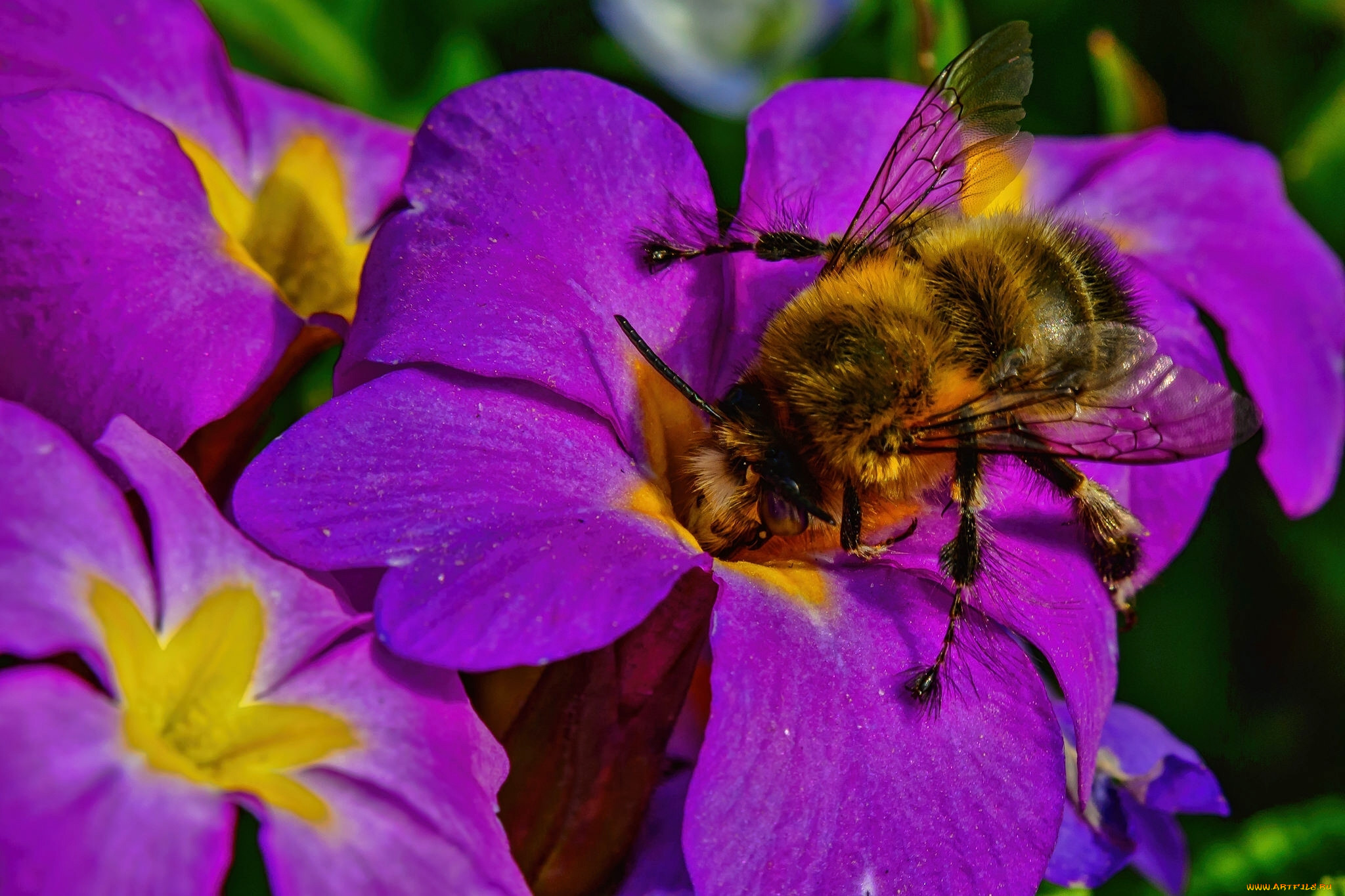Югана опылители. Шмели опылители. Шмель опыляет. Примула (первоцвет) и пчела. Медоносная пчела на фиолетовом цветке.